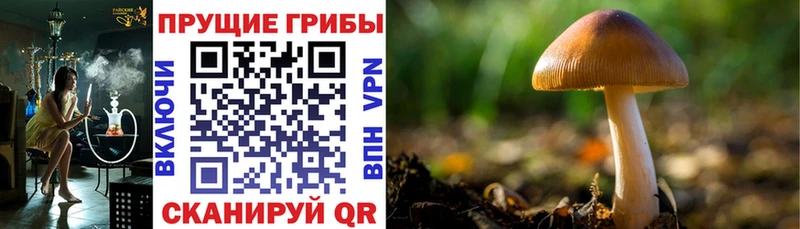 купить   Лабытнанги  Галлюциногенные грибы Psilocybe 